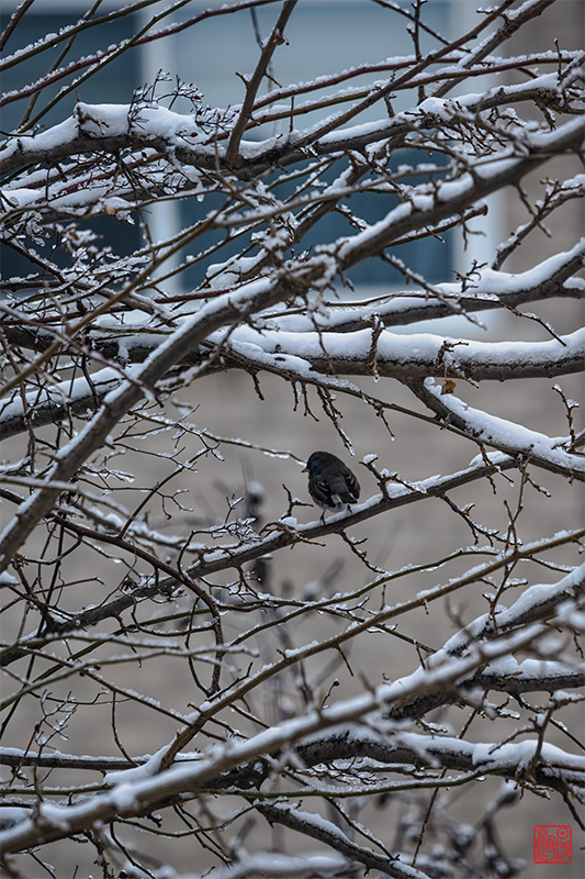 荷叶杯·藏头（黑夜如此美丽）