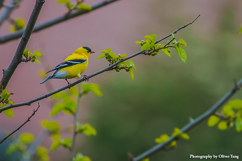 ��Ժ �� ��д