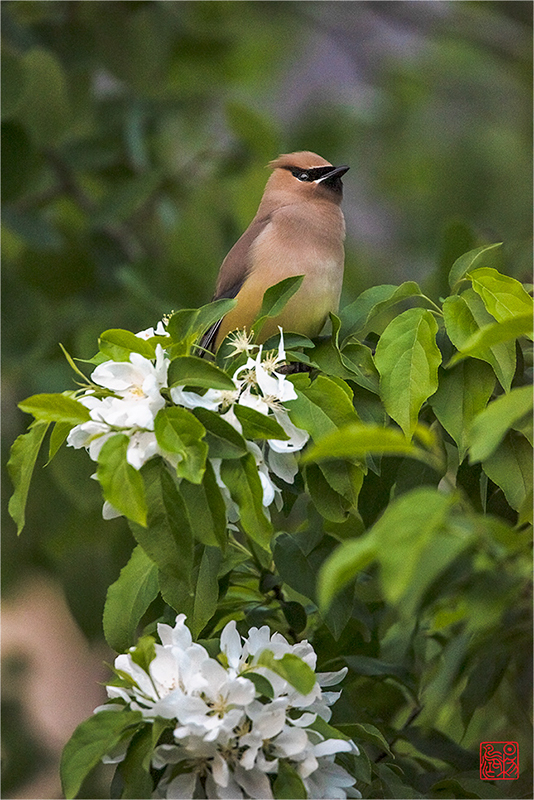 我的花园不修边幅