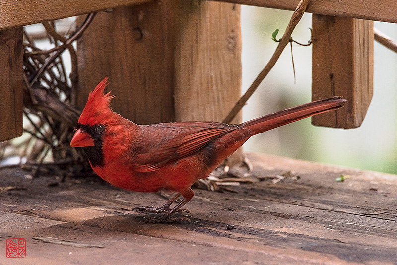 十六字令·藏头（宾至如归—杨鸿兄语）