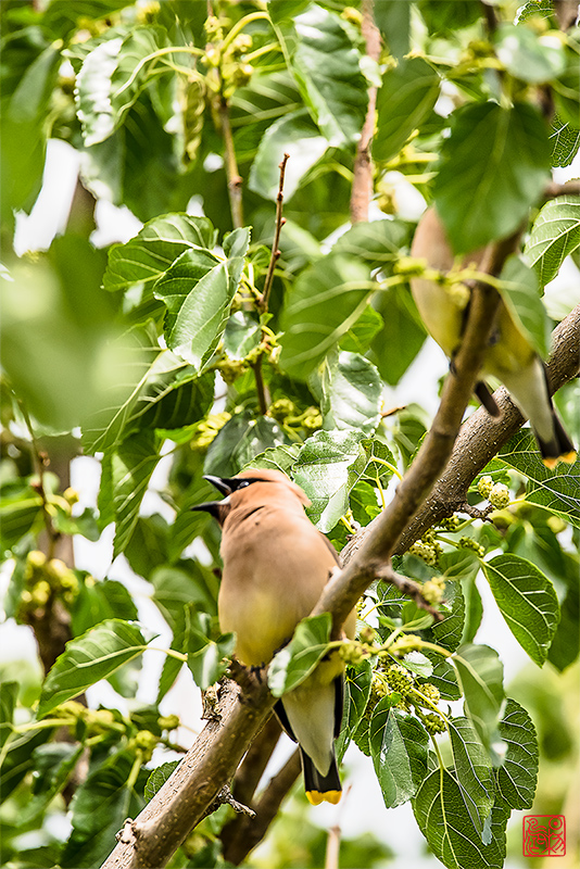 相见欢·藏头（世事沧桑听鸟鸣 - 麦芒诗题）
