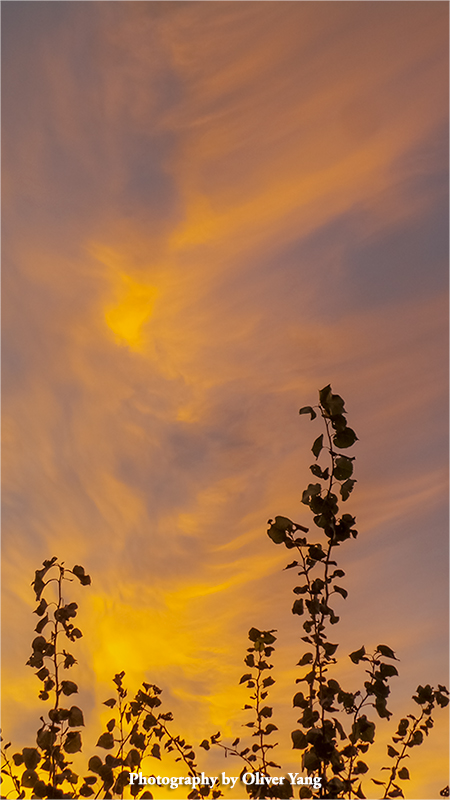 ��ͷʫ �� ����Ư���������