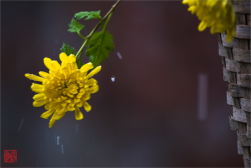 十六字令·人淡如菊