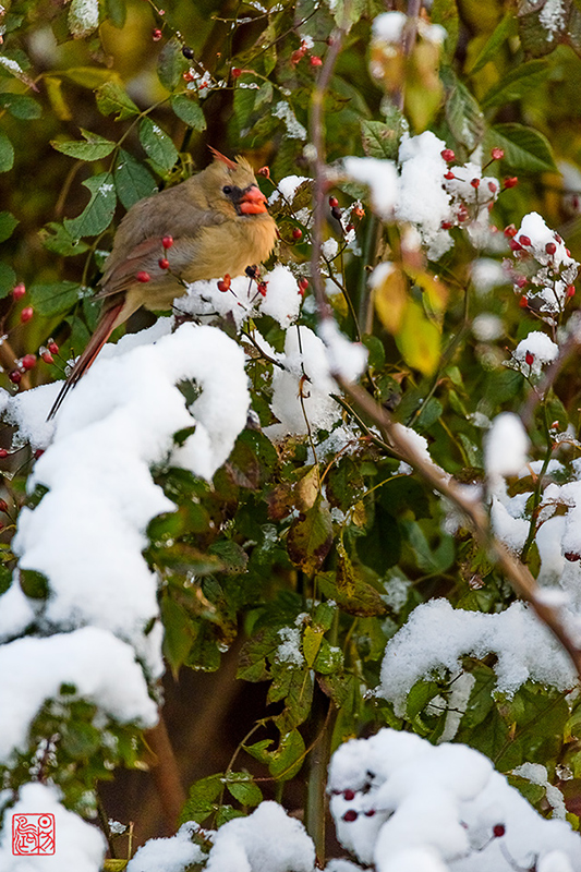 鹧鸪天·藏头（立冬日，飘大雪，很治癒—彭东海兄语）