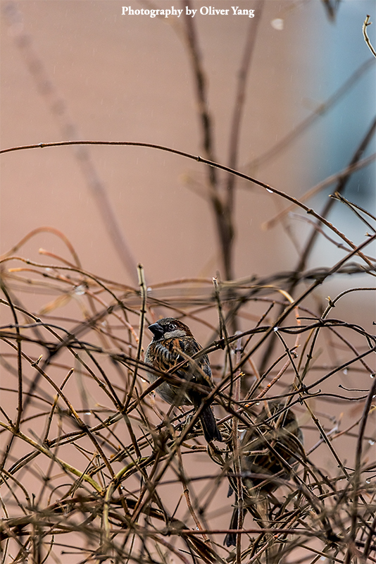 �˽��� �� ��ˮ