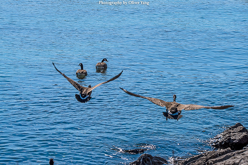 ������ɼ��ع�