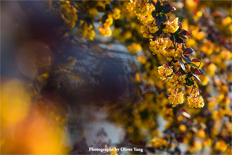 南歌子·藏头（以花计日—半升兄语）