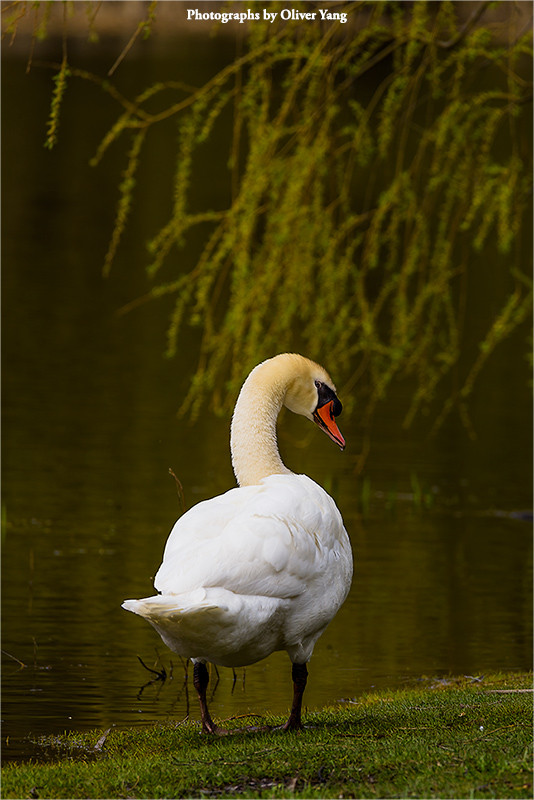 ʮ�������ͷ���������ģ�