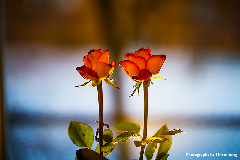 �佭�� �� ��ͷ(���˽ڿ���)