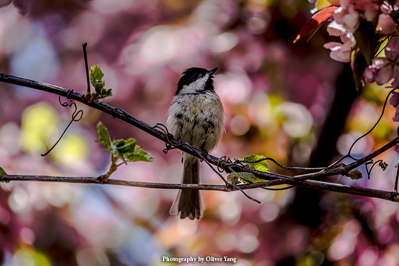 �����ƽ�������