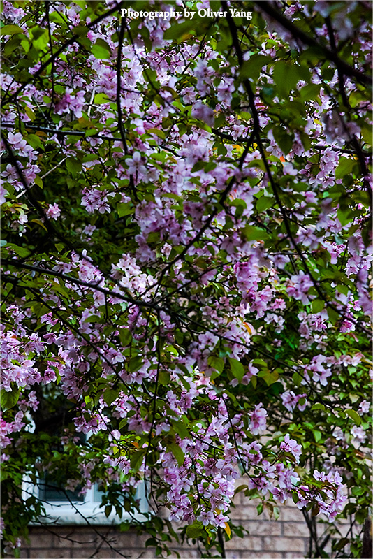 ��ͷ�� �� ������