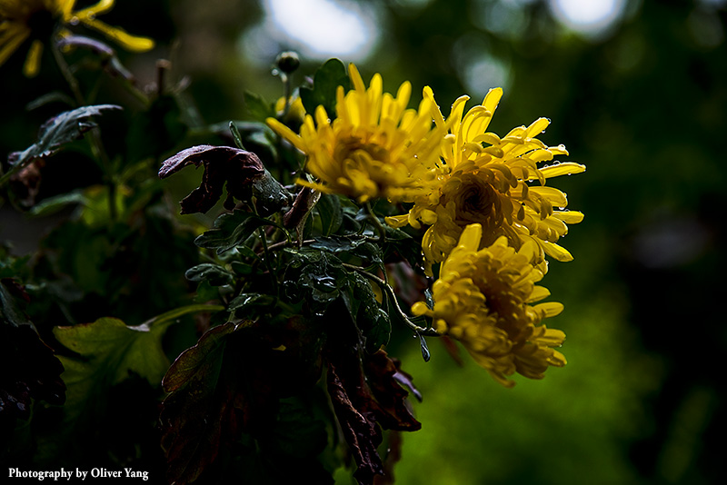 ����ʧ�����Ӿ�������