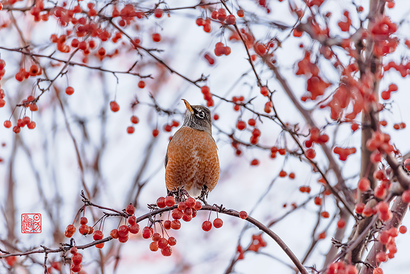 醉花阴·藏头（冬至大如年，能饮一杯无 - 黄和明兄语）