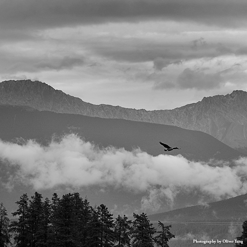 ���Զ��Զ�ɺ�