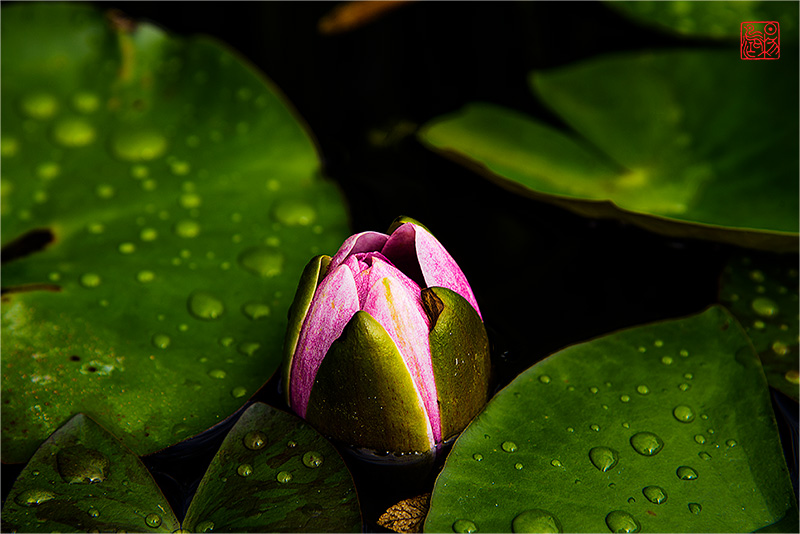 一剪梅·藏头（连雨不知春去，一晴方觉夏深 - 范成大诗句）