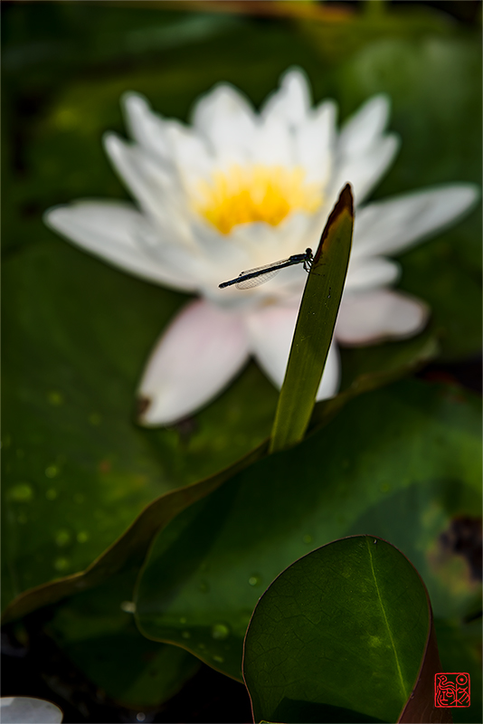 临江仙·藏头（王杨徐三老师节日快乐）