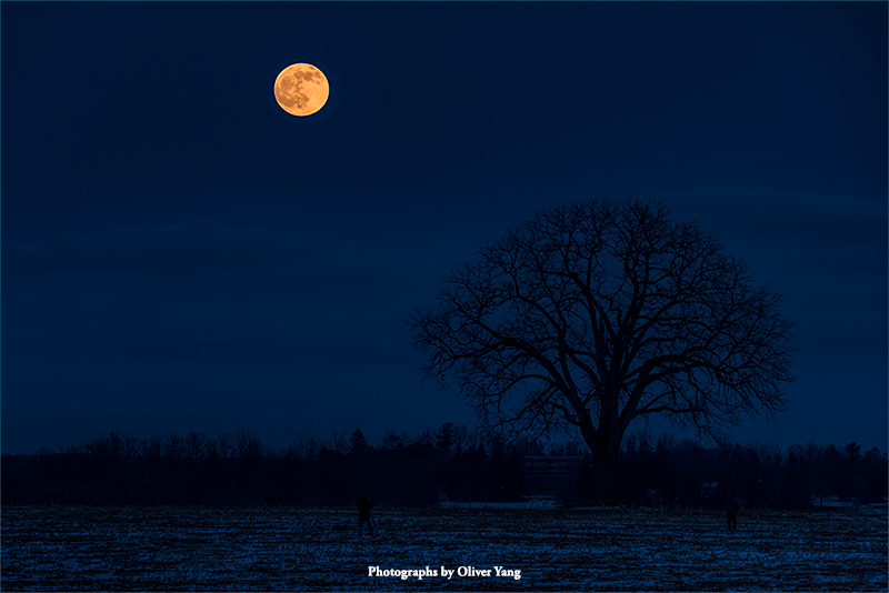 荷叶杯·藏头（等待月亮升起—麦子语）