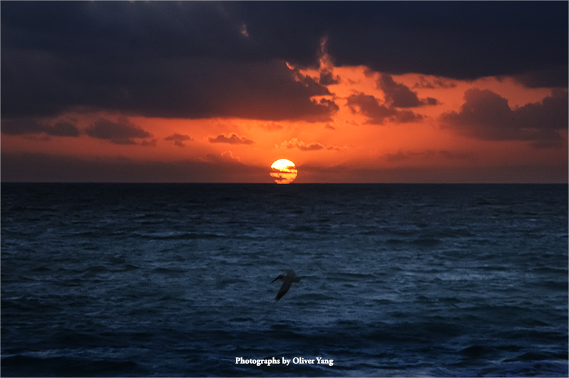 渔歌子·藏头（朝阳·飞鸟·诗 - 吴征同学语）