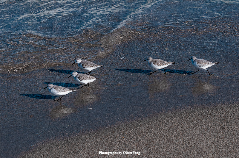 相见欢·藏头（又得浮生半日闲 -［唐］李涉诗句）