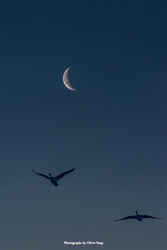 少年游·藏头（不再青春，但还依然轻狂 - 麦子语）