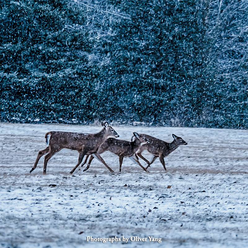 An Acrostic Poem (Snowfall)