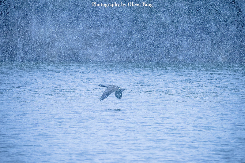 ���������ѩ�׷�