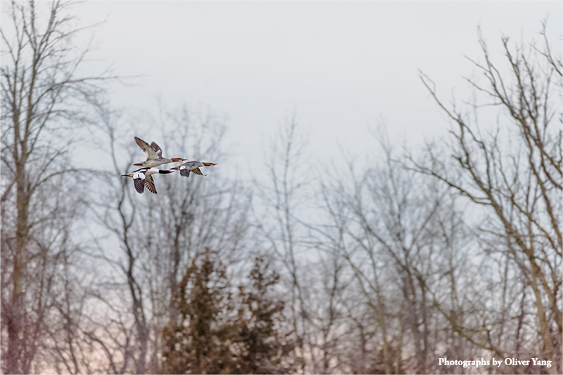 ��ɣ�ӡ���ͷ�����������ɵ������