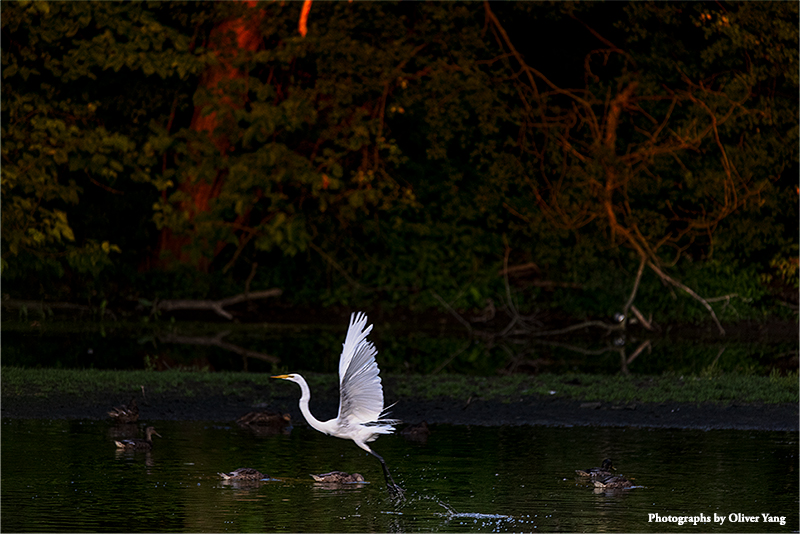 蝶恋花 - 次东坡《蝶恋花·云水萦回溪上路》韵