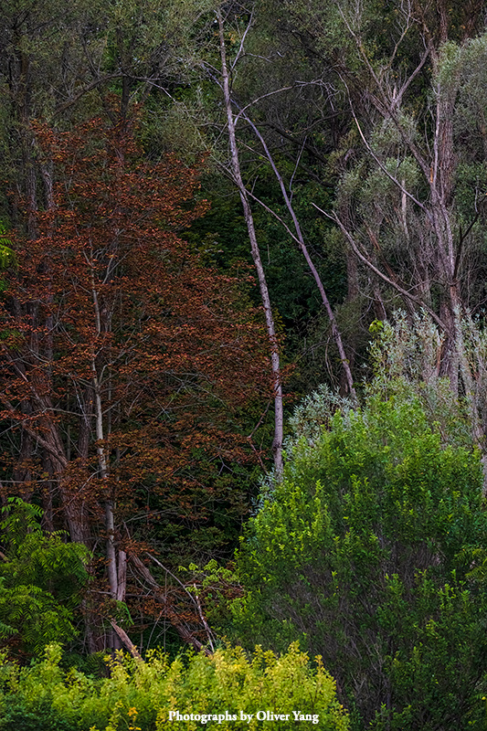 少年游·藏头（天亮一声早，凡事都美好）