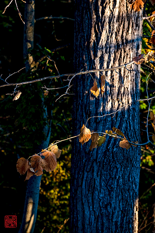 一剪梅·藏头（老了就像秋天，叶子越来越少 - 易中天先生文题）