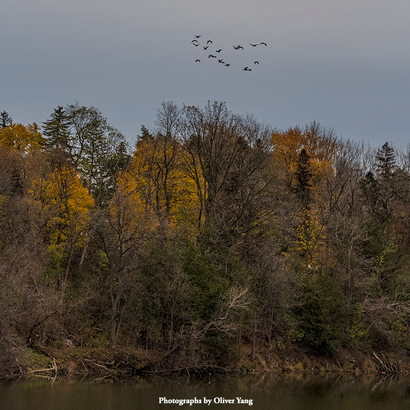浪淘沙·藏头（且等来年）