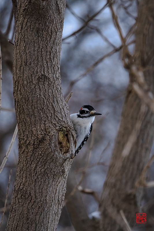 相见欢·藏头（杨鸿兄生日快乐）