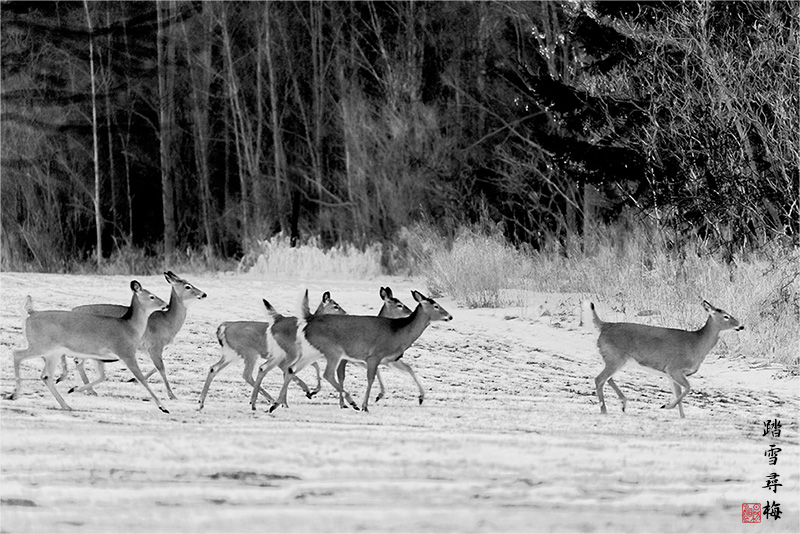 ��ͷʫ �� ̤ѩѰ÷