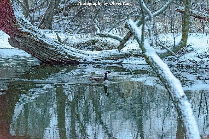 ����ż��