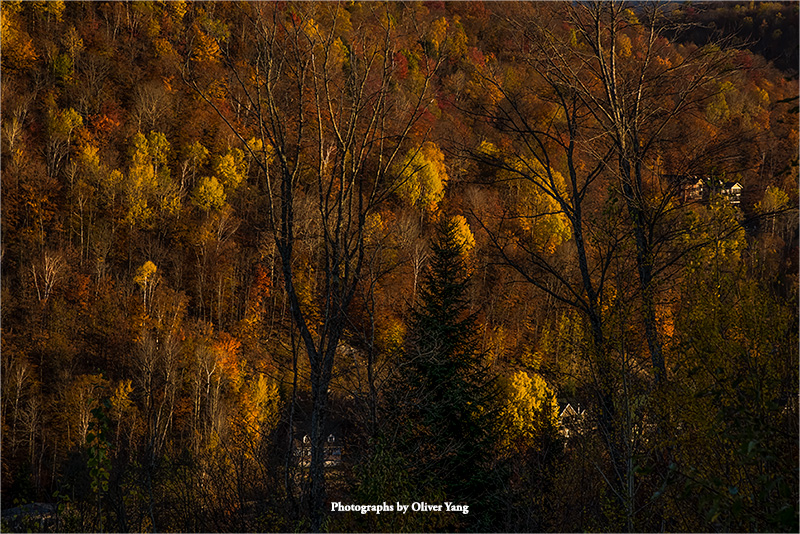 相见欢·藏头（似有秋山入我怀—赵月樑兄语）