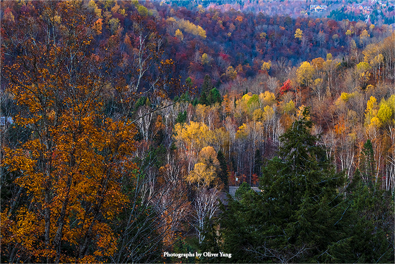 十六字令·藏头（秋色迷人 - 周锋兄语）