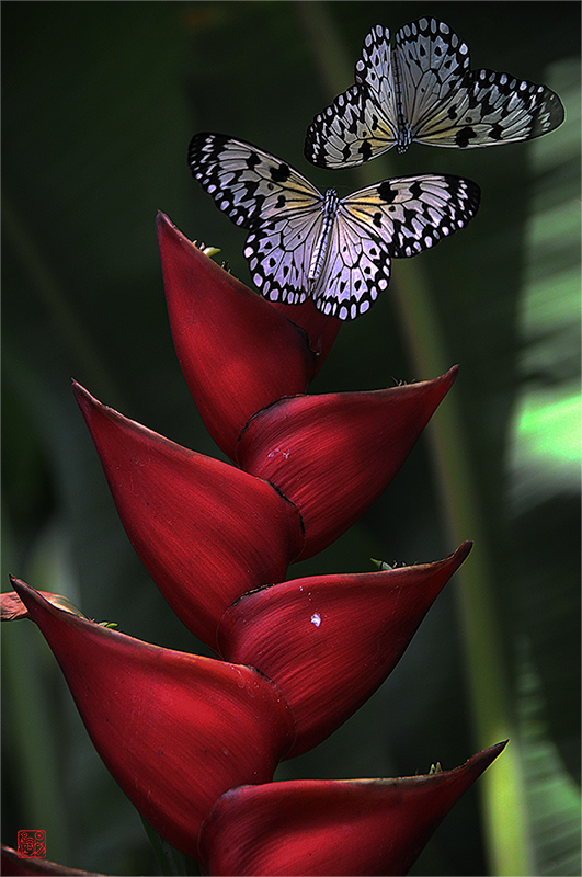 相见欢·藏头（穿越时空的爱恋）