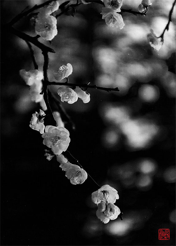 相见欢·藏头（世间再无邓丽君）