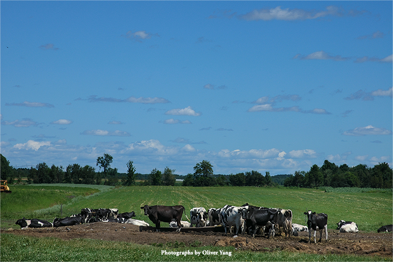 十六字令 • 藏头（牛年大吉）