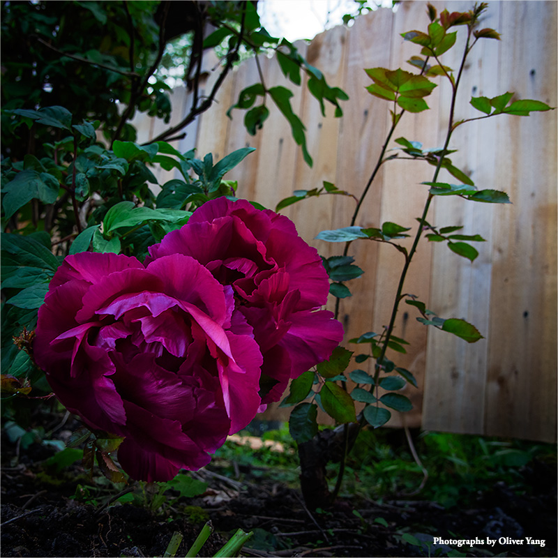 忆江南·藏头（房后的牡丹—半升兄语）