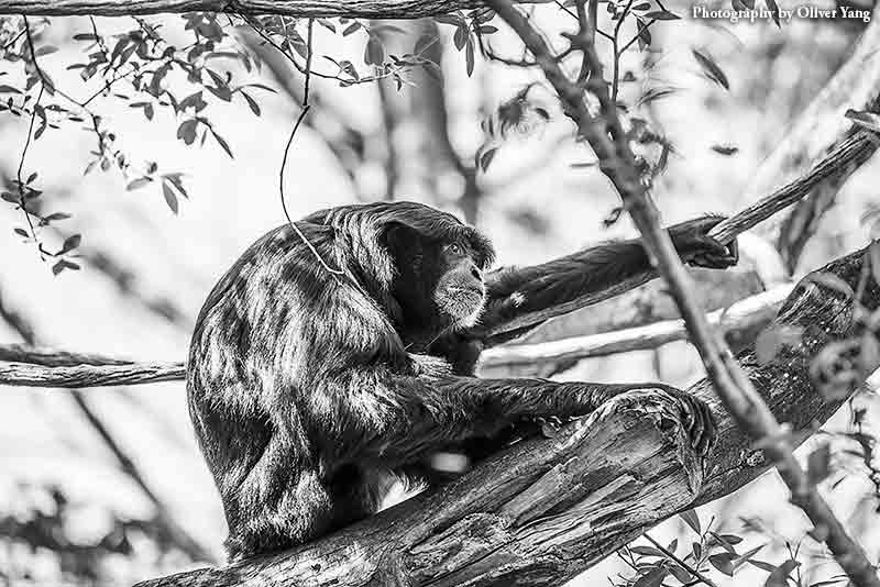 ����԰(��һ��)