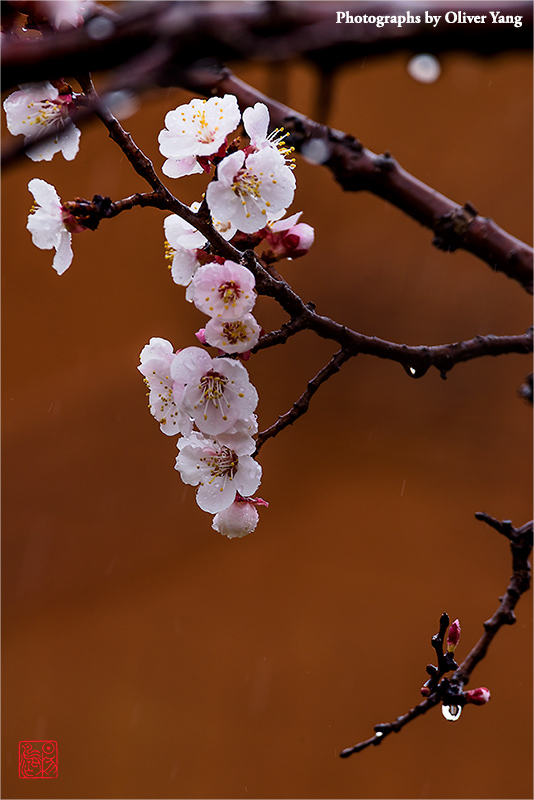 �佭�� �� ��ͷ�������ǹ��꣩