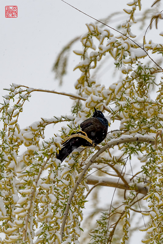 少年游·藏头（待柳絮飘扬的季节再会）