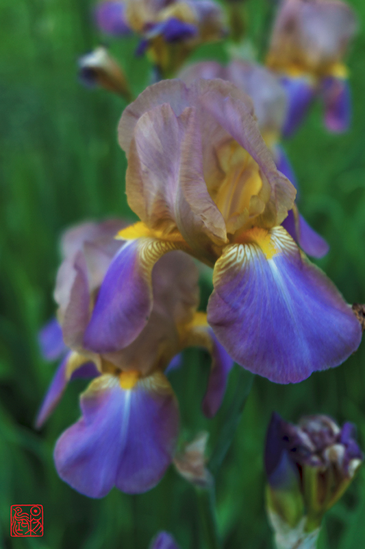 眼儿媚·藏头（春天每日都有新鲜的花—半升兄语）