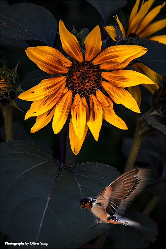 点绛唇·庚子端午