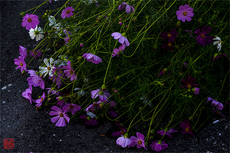 少年游·藏头（八月最后一天，明天九月 - 黄正平兄语