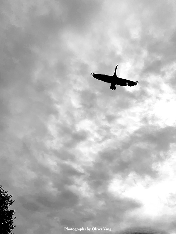 ʮ�������ͷ