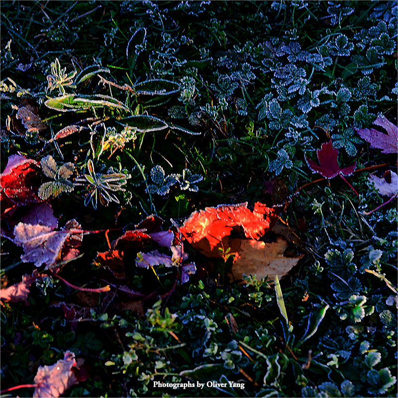 ���ô�����ͷ������˪������ȥ�������ƺ������