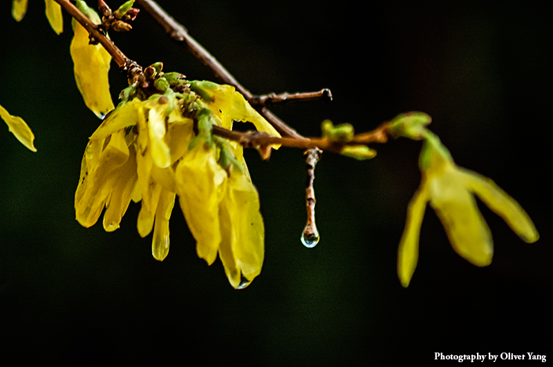 һҹ������