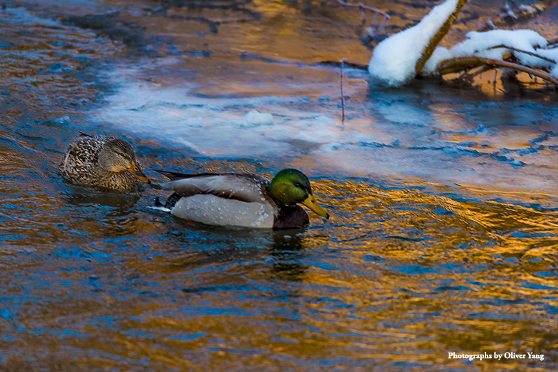 ƾ���ˡ���ͷ���󺮴�����-- Ϸ������ִ�